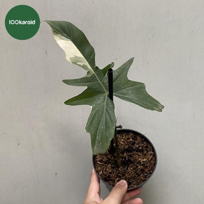 Tanaman Hias Philodendron Dragon Variegata / Philo Dragon Varigata