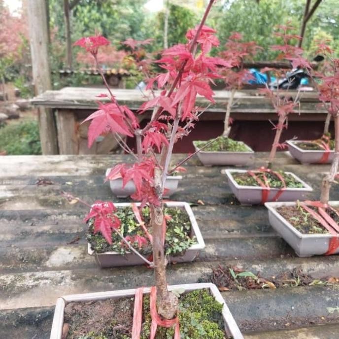 tanaman hias red maple japanese - bibit bonsai red maple Japanese