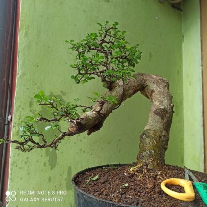 BAHAN BONSAI SERUT HIDUP UKURAN MEDIUM STREBLUS ASPER TANAMAN HIAS