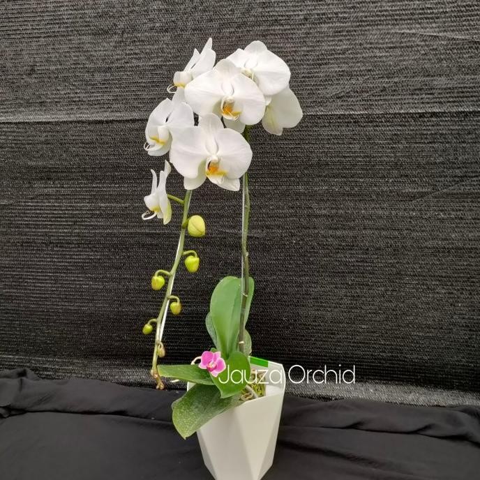 TANAMAN HIAS ANGGREK BULAN PUTIH LIDAH KUNING PLUS POT DIAMOND