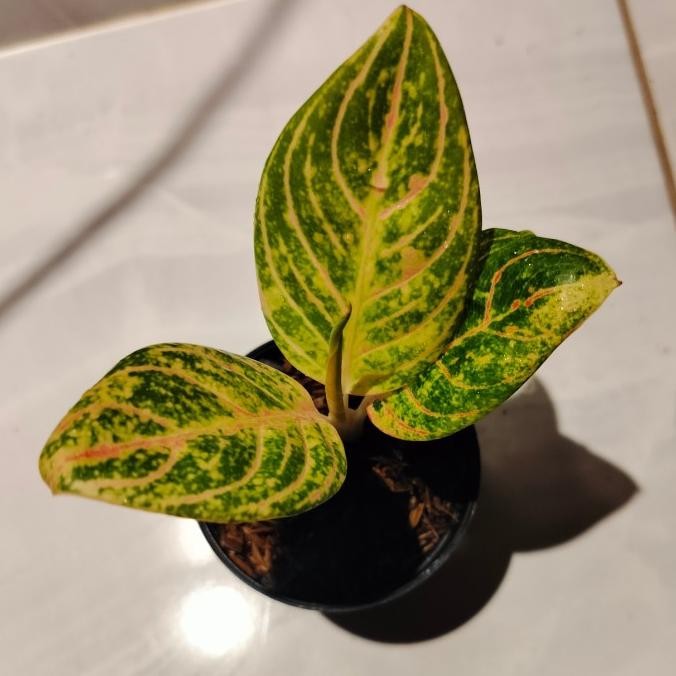 tanaman hias aglaonema / aglonema maeswara / maheswara realpict