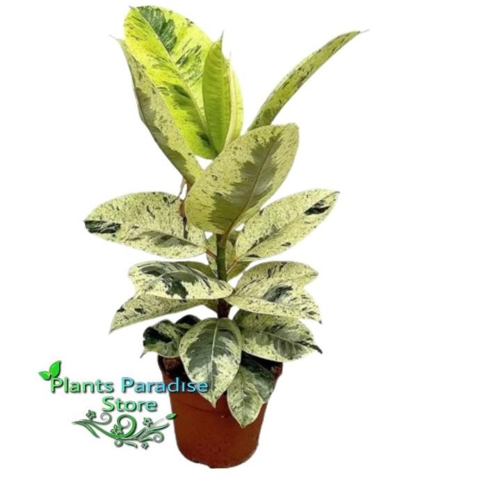 Tanaman hias ficus elastica shivereana varigata - tanaman karet kebo shivereana variegata - ficus el