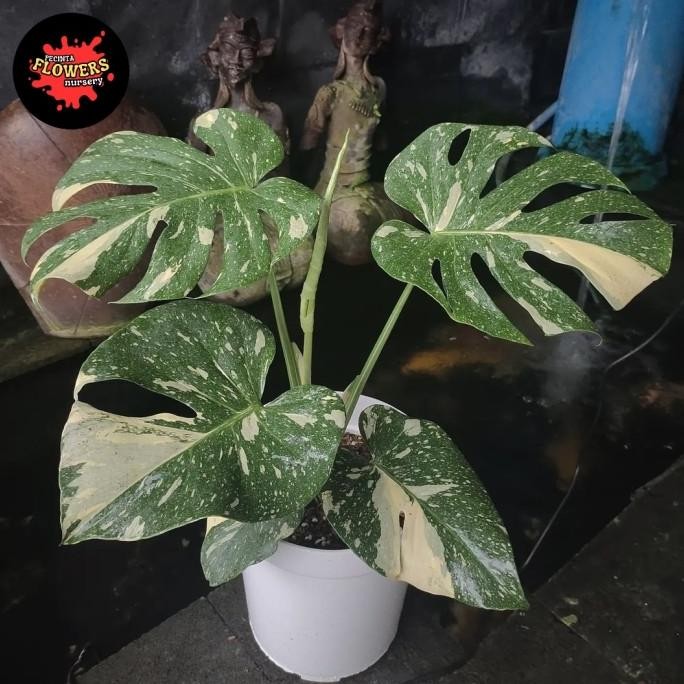 tanaman hias monstera monthai japan lab- monthai colletion japan lab