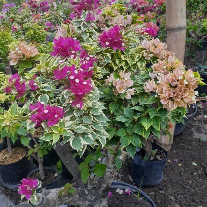 TANAMAN HIAS BOUGENVILLE SINGAPORE FULL BUNGA BATANG BESAR CANTIK