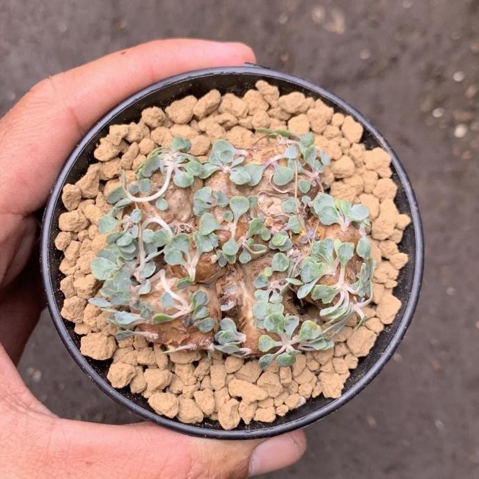 Tanaman hias kaktus caudex