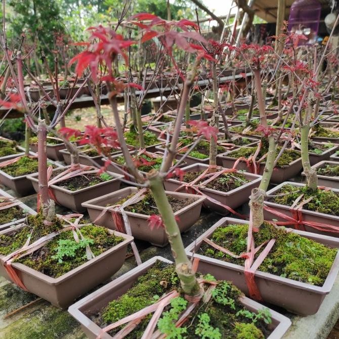 tanaman hias bahan bonsai red maple