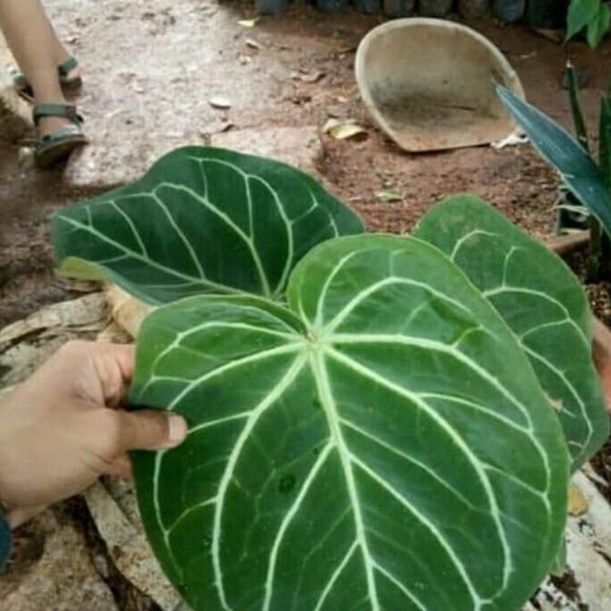 Tanaman hias kuping gajah besar