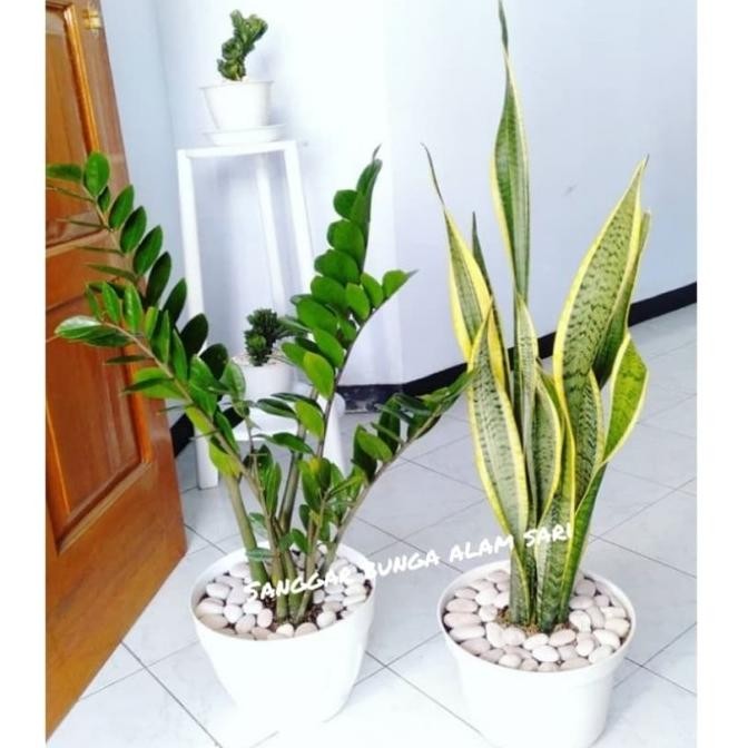 TANAMAN HIAS SENSIVERA / LIDAH MERTUA DAN POHON DUIT + POT TAWON