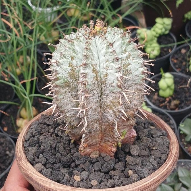 tanaman hias/caudex/euphorbia horrida snow flake