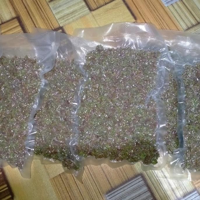 

Andaliman Segar Rempah Batak