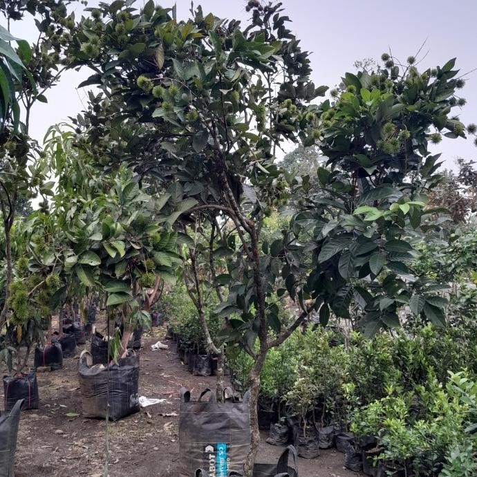 

BISA GRAB! Pohon rambutan binjai ful buah