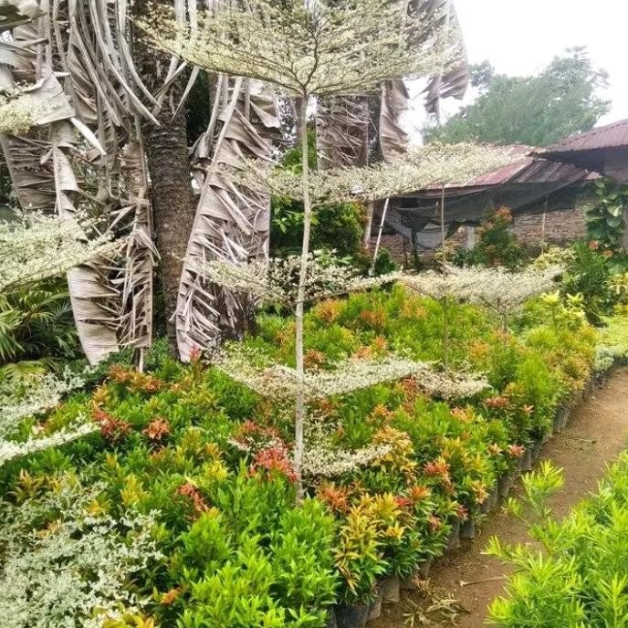 pohon ketapang kencana varigata