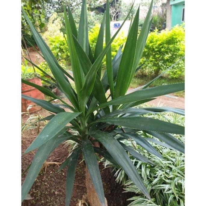 TERLARIS Tanaman Hias Yucca | Murah