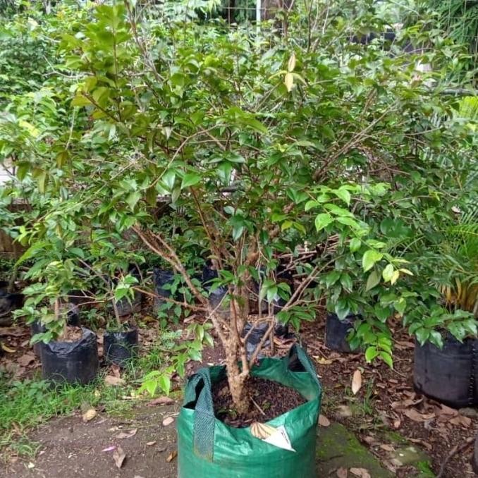 Pohon Anggur Brazil Preco Berbuah