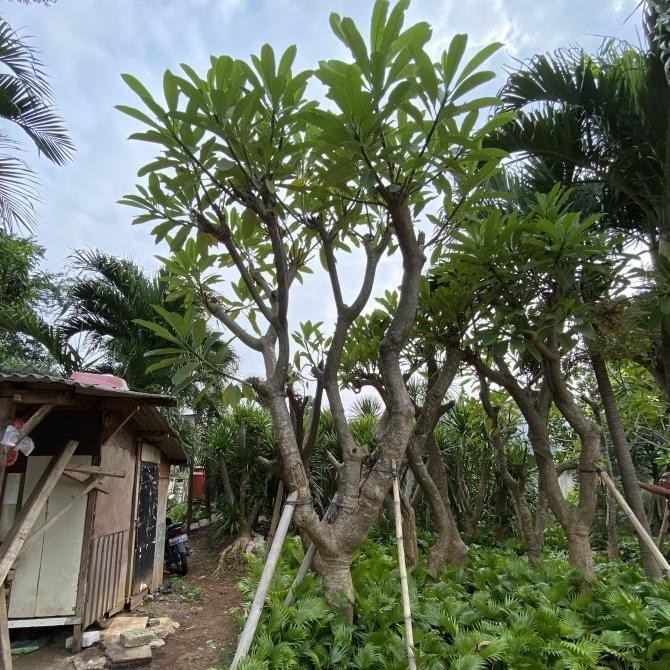 Pohon Kamboja Fosil Bunga Kuning