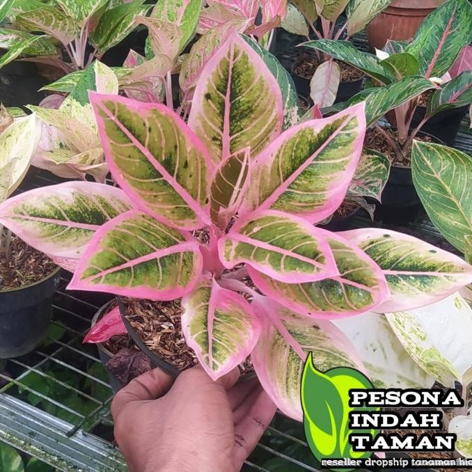 Tanaman hias aglonema lotus delight - aglonema lotus asli