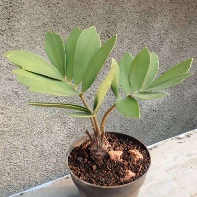 tanaman hias zamia furfuracea mini bongsai