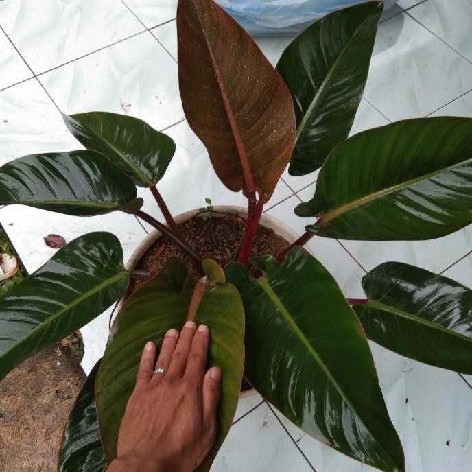 tanaman hias philodendron rojo congo. raja congo