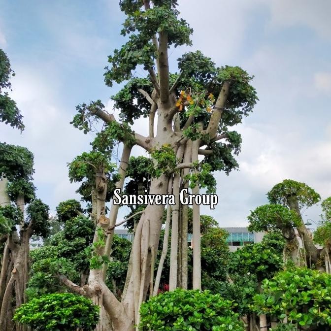 Tanaman Bonsai Beringin Korea Jumbo Besar / Pohon Beringin Korea