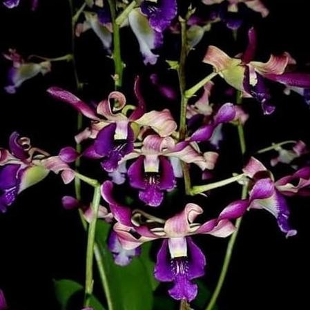 Tanaman Hias Bunga Anggrek Pfizer Singapore