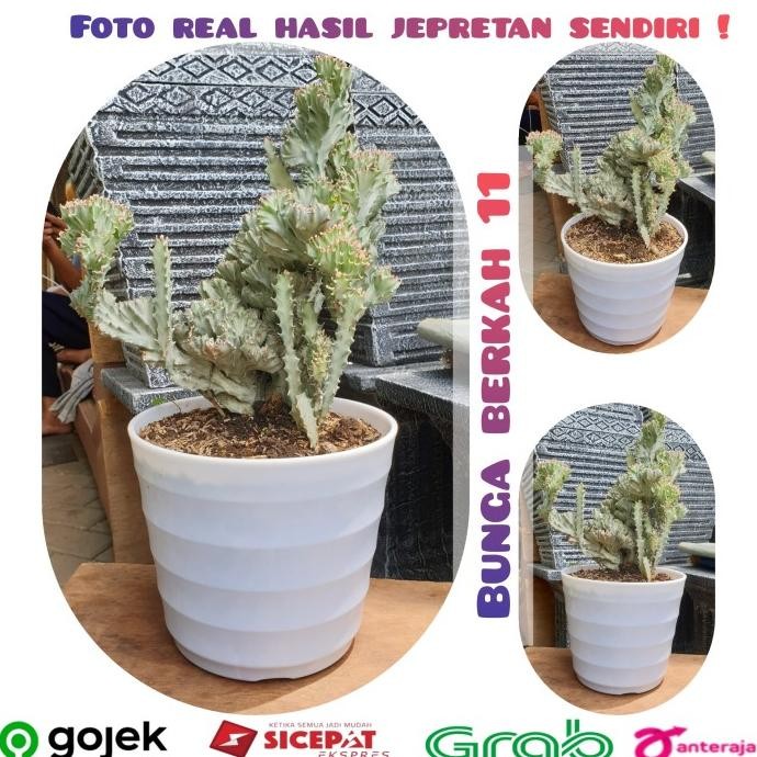 tanaman kaktus karang silver Euphorbia lactea cristata inc. pot putih