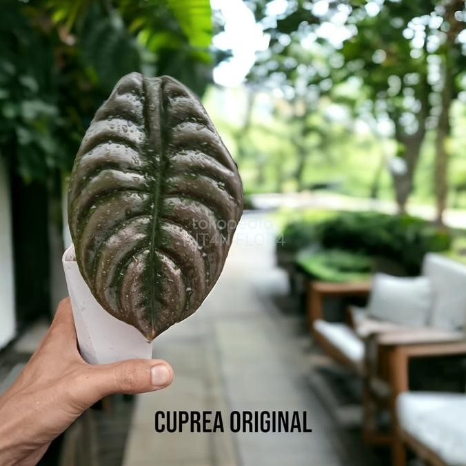 tanaman hias keladi tengkorak hitam asli original langka