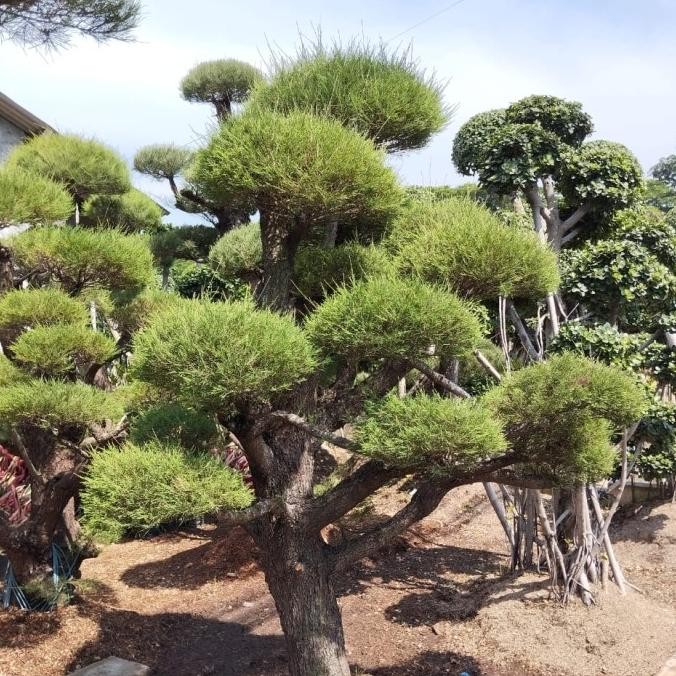 POHON BONSAI CEMARA UDANG MURAH
