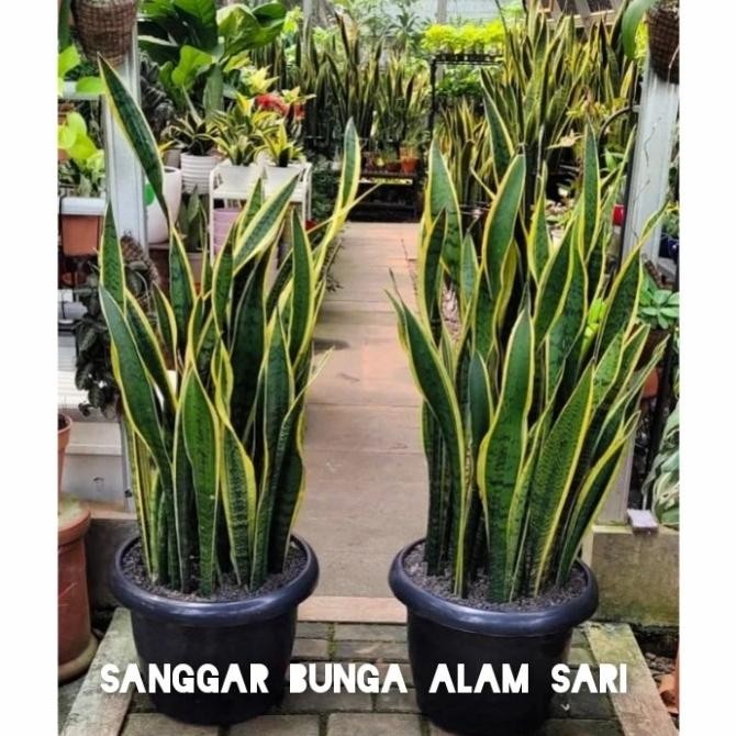 TANAMAN HIAS SENSIVERA / LIDAH MERTUA RIMBUN + POT HITAM