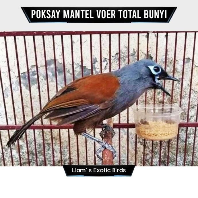 Burung Poksay Mantel Rawatan Voer Total Bunyi