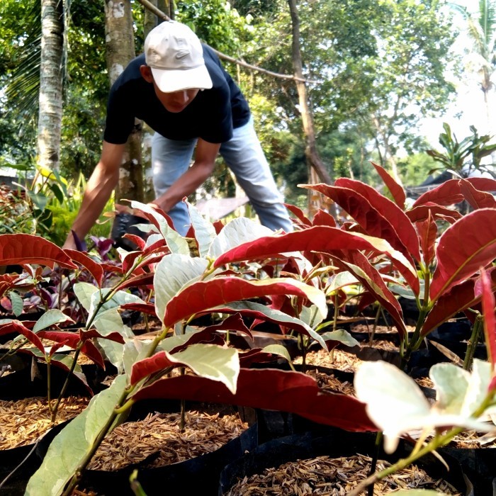 

Bibit Tanaman Hias Sambang Dara