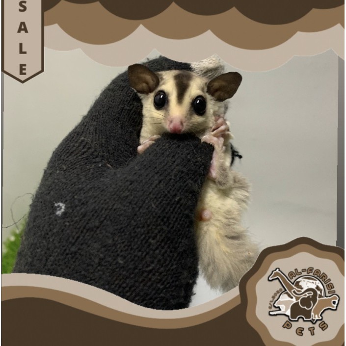 TERBARU Sugar Glider SG White Face Joy Jantan Atau Betina Murah Meriah BISA GOSEND