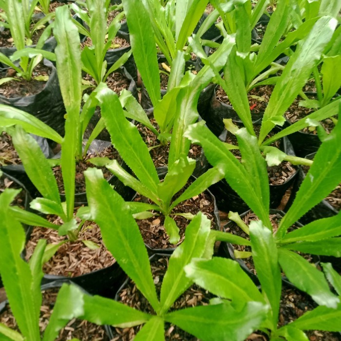 

Tanaman Herbal Walang Sangit Daun Panjang/Culantro/Ketumbar Panjang