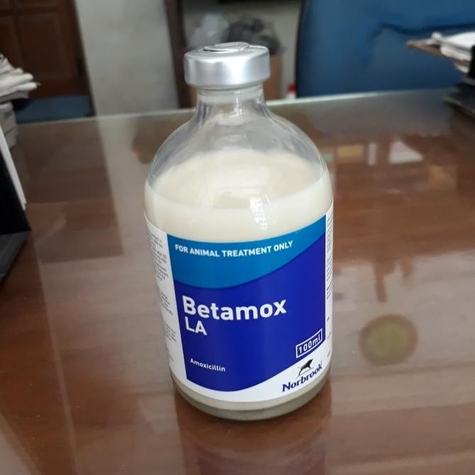 Betamox LA - Antibiotik perncernaan, pernafasan , reproduksi hewan LA