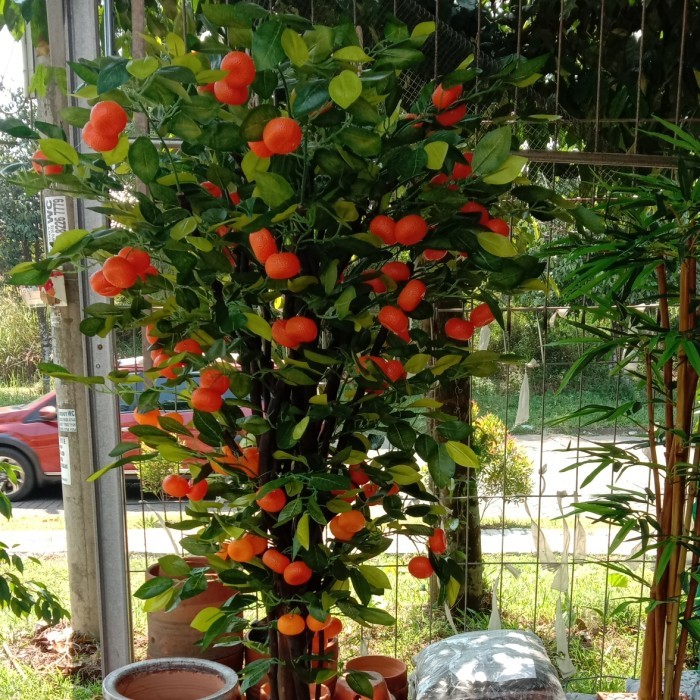 Pohon Jeruk Plastik, Pohon Artificial Tinggi 2 Meter #Gratisongkir #Sale #Discount