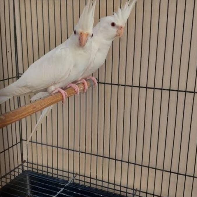 burung falk Australia albino mata merah sepasang