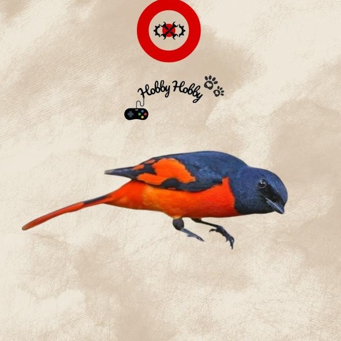 Hewan Adopsi Burung Mantenan Besar