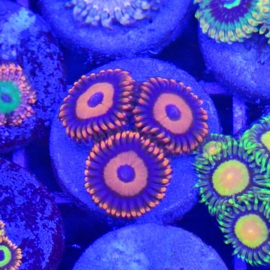 

PREMIUM ZOANTHID BALI SAFE CRACKER