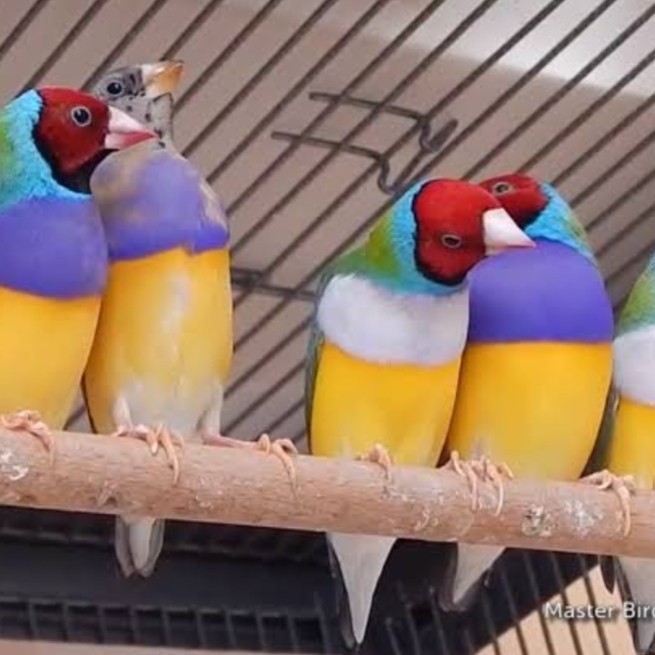 TERBARU burung gould amadine sepasang BISA GOSEND