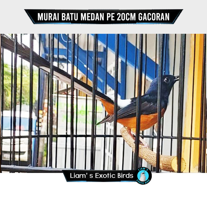 TERBARU Burung Murai Batu Medan PE 20cm Gacoran Siap Gantang Bergaransi