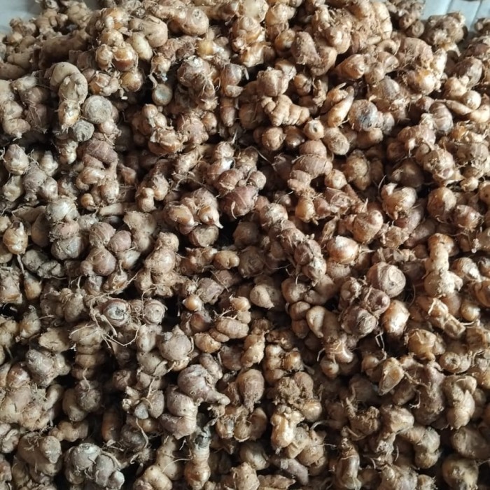 

SPECIAL kencur tua segar wangi fresh bersih 5 kg