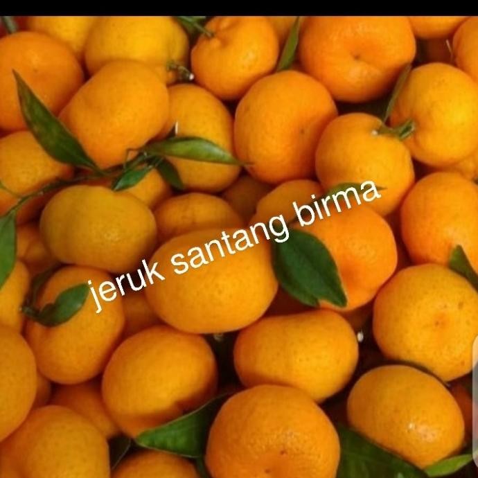 

SALE! JERUK SANTANG BIRMA FRESH DI JAMIN MANIS PER 1 KG
