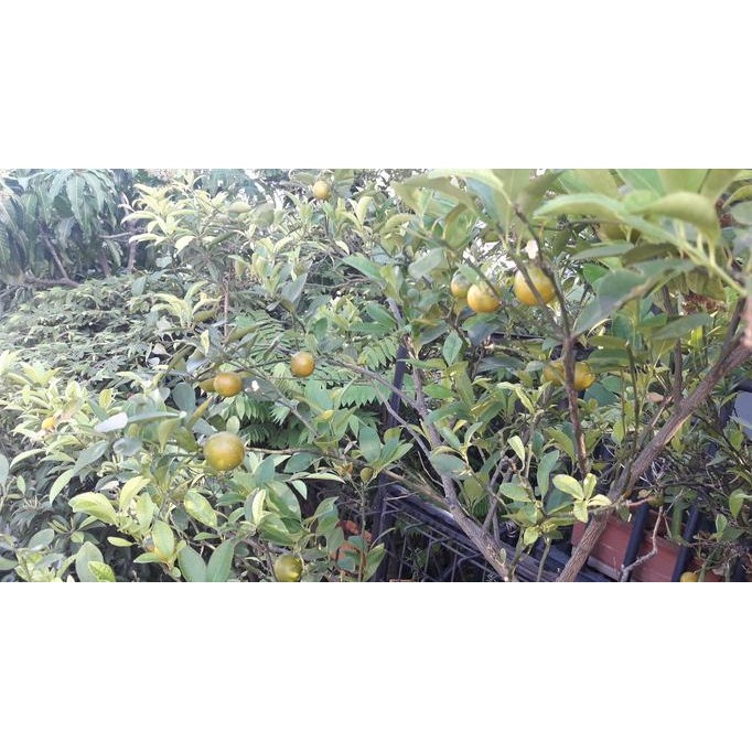 

SALE! TANAMAN BUAH JERUK KIP / TANAMAN JERUK KIET NA