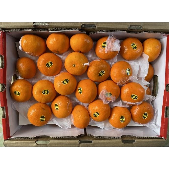 

SALE! BUAH JERUK MANDARIN WOKAM 1 DUS