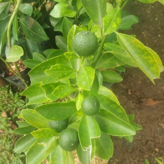 

SALE! POHON JERUK KIMKIT