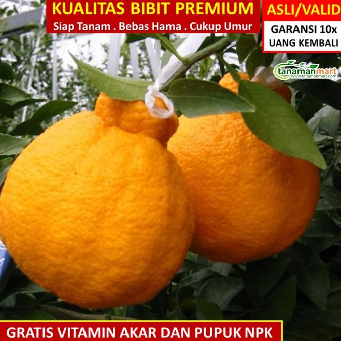 

SALE! BIBIT TANAMAN BUAH JERUK DEKOPON UNGGUL, MURAH, BERGARANSI