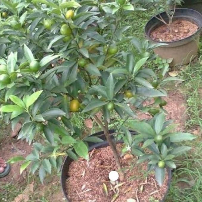 

SALE! POHON TANAMAN JERUK NAGAMI
