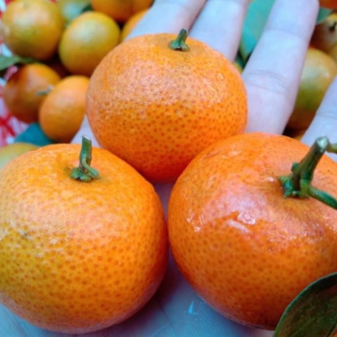 

SALE! JERUK SHANTANG DAUN FRESH 1 KG