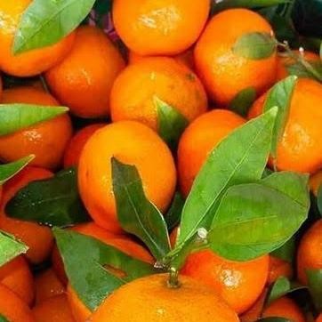 

SALE! JURUK SANTANG DAUN/JERUK MANIS/JERUK KUPAS