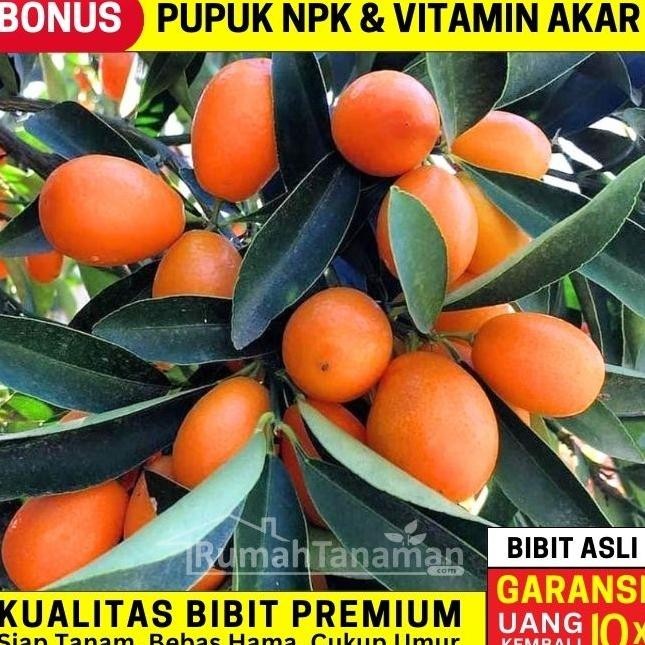 

SALE! BIBIT TANAMAN BUAH JERUK NAGAMI UNGGUL MURAH BERGARANSI