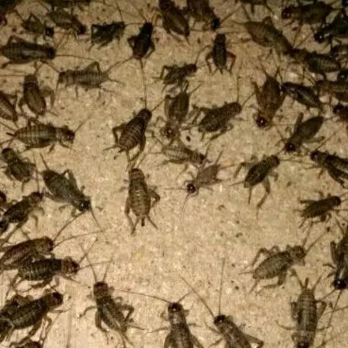 Jangkrik 1 Kilo - Jangkrik Alam - Jangkrik Genggong